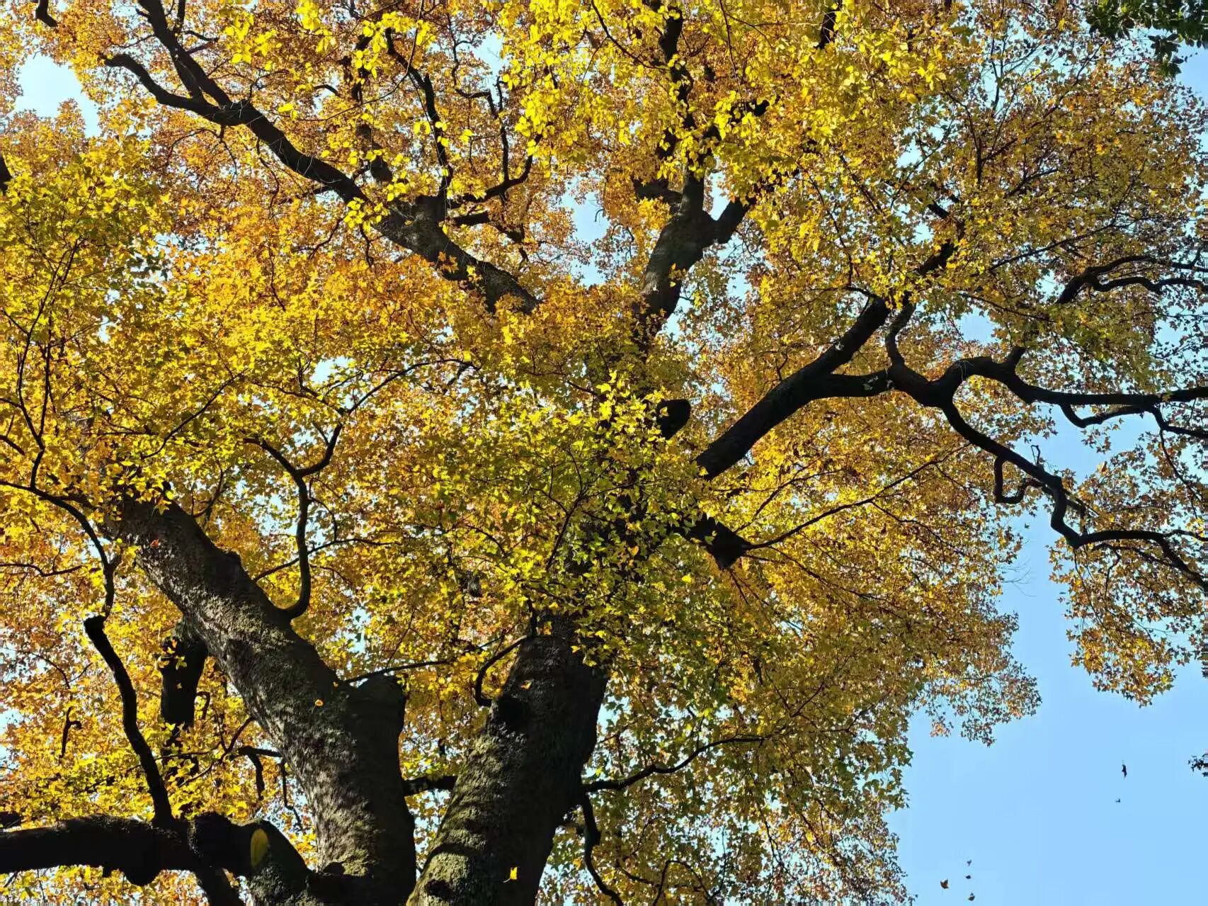 1765422258114971.jpg 1824dc225adeed6ed7ecac620654890b.jpg